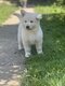 ❤️adorable Berger Blanc Suisse ❤️