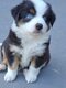 Magnifiques chiots bergers australiens miniature