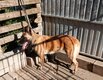 Malinois femelle pour la garde et sécurité