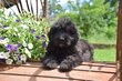 Chiots Bouvier des Flandres par Volga x Grizzly,...