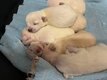 Chiots bichon
