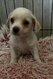 Chiots croisés bichon