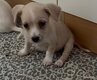 Chiots croisés bichon