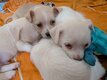 Chiots croisés bichon