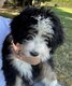 Bernedoodle 🐾