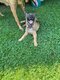 Disponible de suite chiot malinois