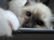 Jolie Femelle birman Seal smoke point