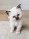 Jolies Femelles birmans Seal point et choco silver