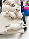 Jolie Femelle birman Seal smoke point