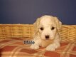 Chiots maltipoo