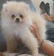 Loulou de poméranie (spitz nain) pedigree...
