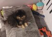 Loulou de poméranie (spitz nain) pedigree...