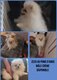 Loulou de poméranie (spitz nain) pedigree...