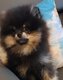 Loulou de poméranie (spitz nain) pedigree...