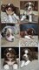 Magnifique chiots berger australien