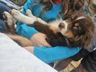 Magnifique chiot berger australien
