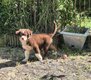 Magnifique chiot berger australien