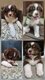 Magnifique chiots berger australien