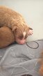 Chiots retriever de Nouvelle Ecosse avec pedigree