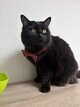 Chat mâle de 5 ans à donner
