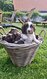 Chiots springer spaniel