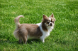Superbe femelle lavande pedigree saint Hubert