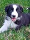 Disponibles immédiatement chiots border collie