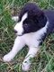 Disponibles immédiatement chiots border collie