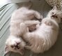Magnifiques chatons birmans