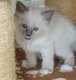 Magnifiques chatons birmans