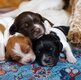 Chiot épagneul breton pedigree FCI
