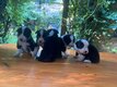 Chiots border collies