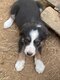 Chiot border collies