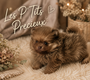 Superbe tout petit mâle