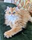 Chaton British lh black golden shaded