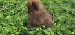 Chiots spitz nain - Loulou de Poméranie