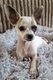Magnifique Chihuahua