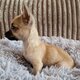 Magnifique Chihuahua pret a partir en famille