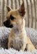Magnifique Chihuahua pret a partir en famille