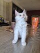 Maine coon