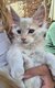 Maine coon