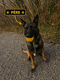 Chiots Malinois