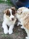 Chiots border collie