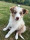 Chiots border collie