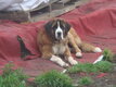 Femelle Saint Bernard de 2 ans à donner