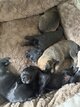 Chiots malinois noir et fauve