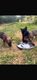Chiots malinois noir et fauve