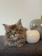 Adorable chaton Maine Coon