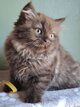 British longhair