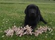 Superbe labradors .